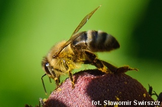Pszczoła na rudbekii